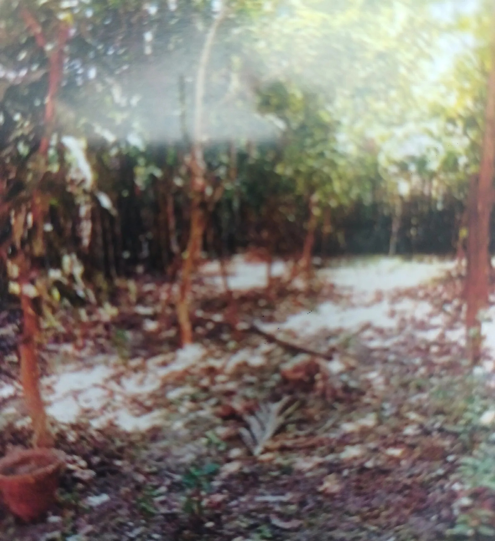 Land in Basirhat, North 24 Parganas